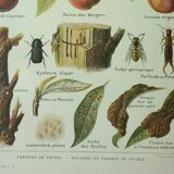 Old engraving 1922, Peach, varieties and enemies, fruit, peach tree • Lithograph, original illustration