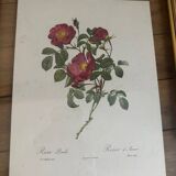 Lot of 7 pink botanical lithographs 1950