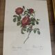 Lot de 7 lithographies botaniques roses 1950