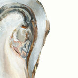 "Clauda", the oyster, art print 21/29.7 cm