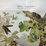 Gravure de 1909 - Insecte coléoptère - Affiche ancienne