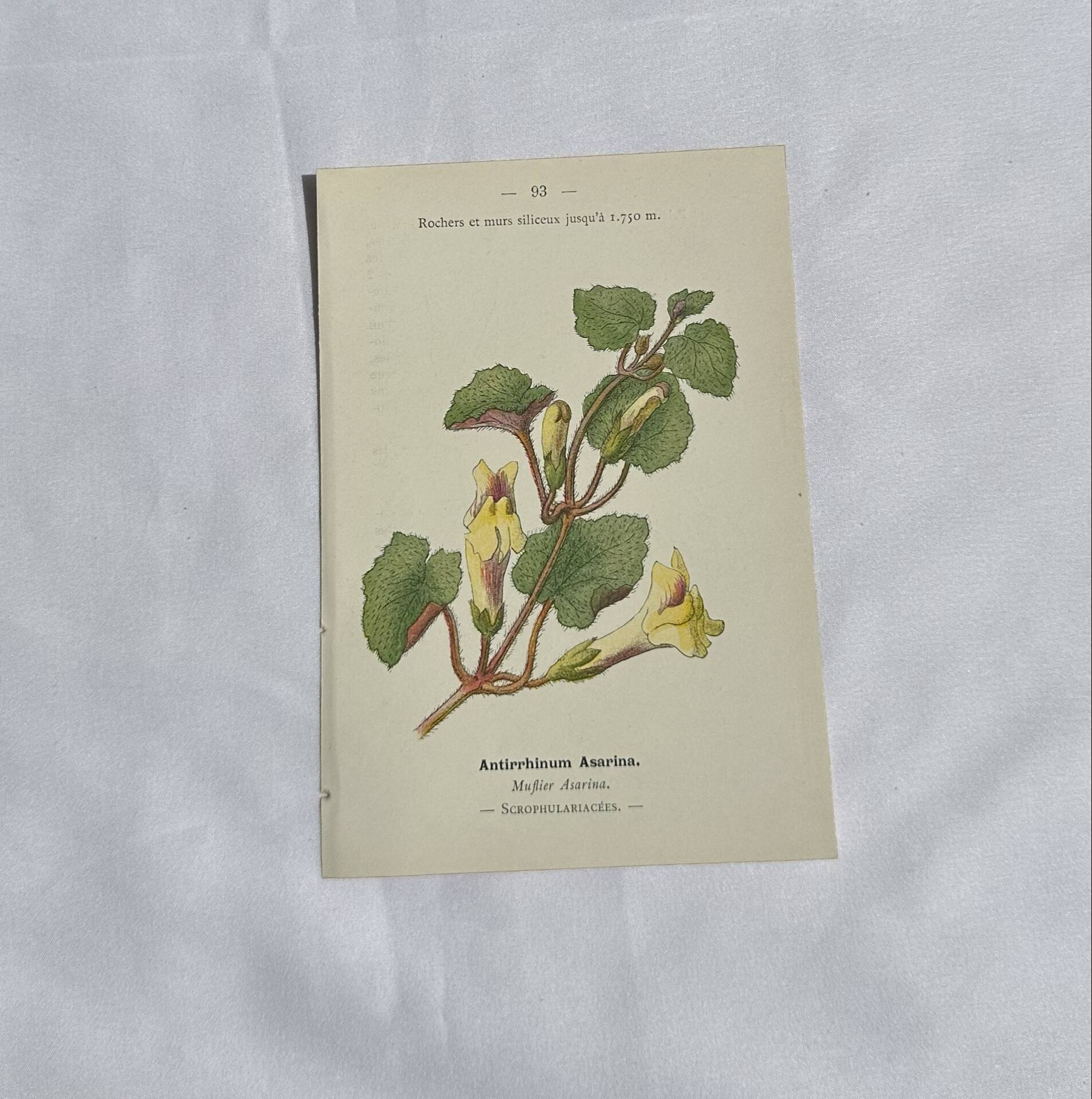 Gravure Botanique Ancienne XIXe – Lithographies Naturalistes  Fleurs &