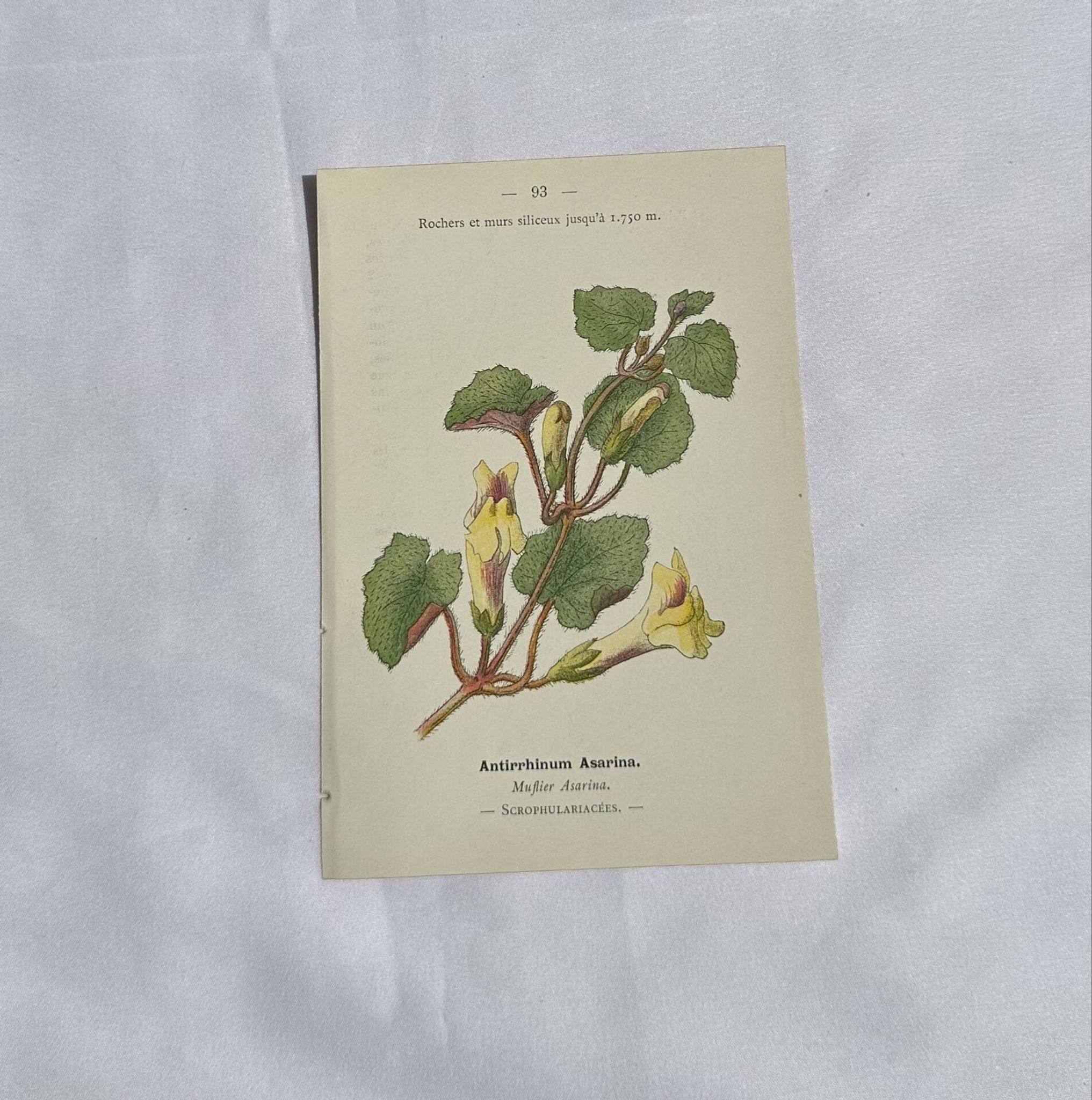 Gravure Botanique Ancienne XIXe – Lithographies Naturalistes  Fleurs &