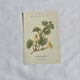 Gravure Botanique Ancienne XIXe – Lithographies Naturalistes  Fleurs &