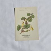 Gravure Botanique Ancienne XIXe – Lithographies Naturalistes  Fleurs &