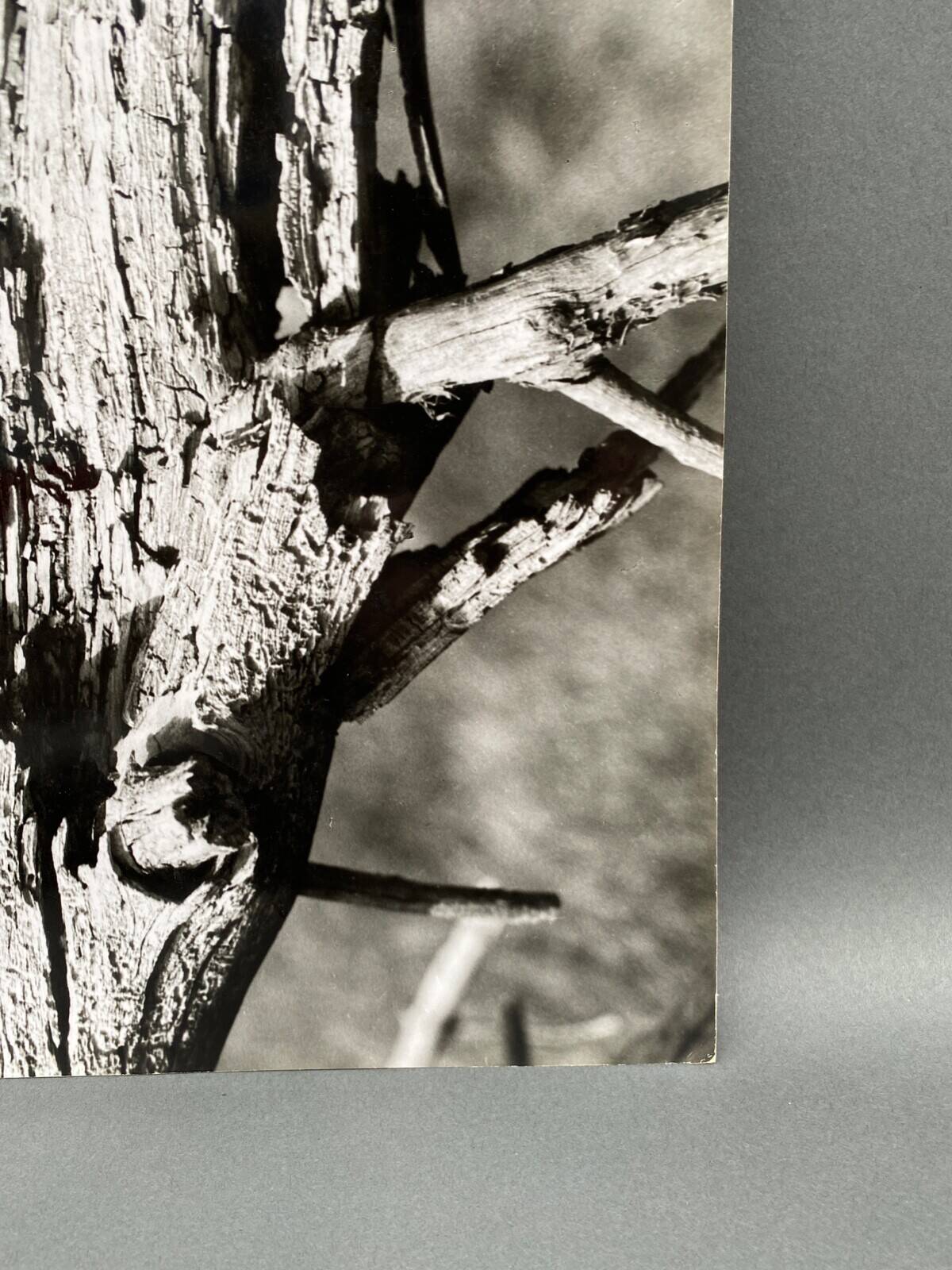 Silver gelatin photograph by Bernard Darot, 20th century study, Nantes Photo Club AFIAP