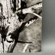 Silver gelatin photograph by Bernard Darot, 20th century study, Nantes Photo Club AFIAP