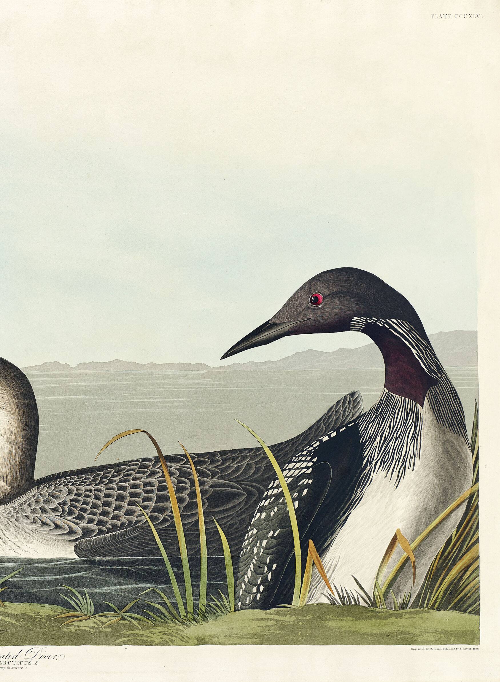 Poster about the Imbrin Diver, based on an old engraving from 1827.