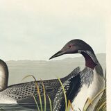 Poster about the Imbrin Diver, based on an old engraving from 1827.