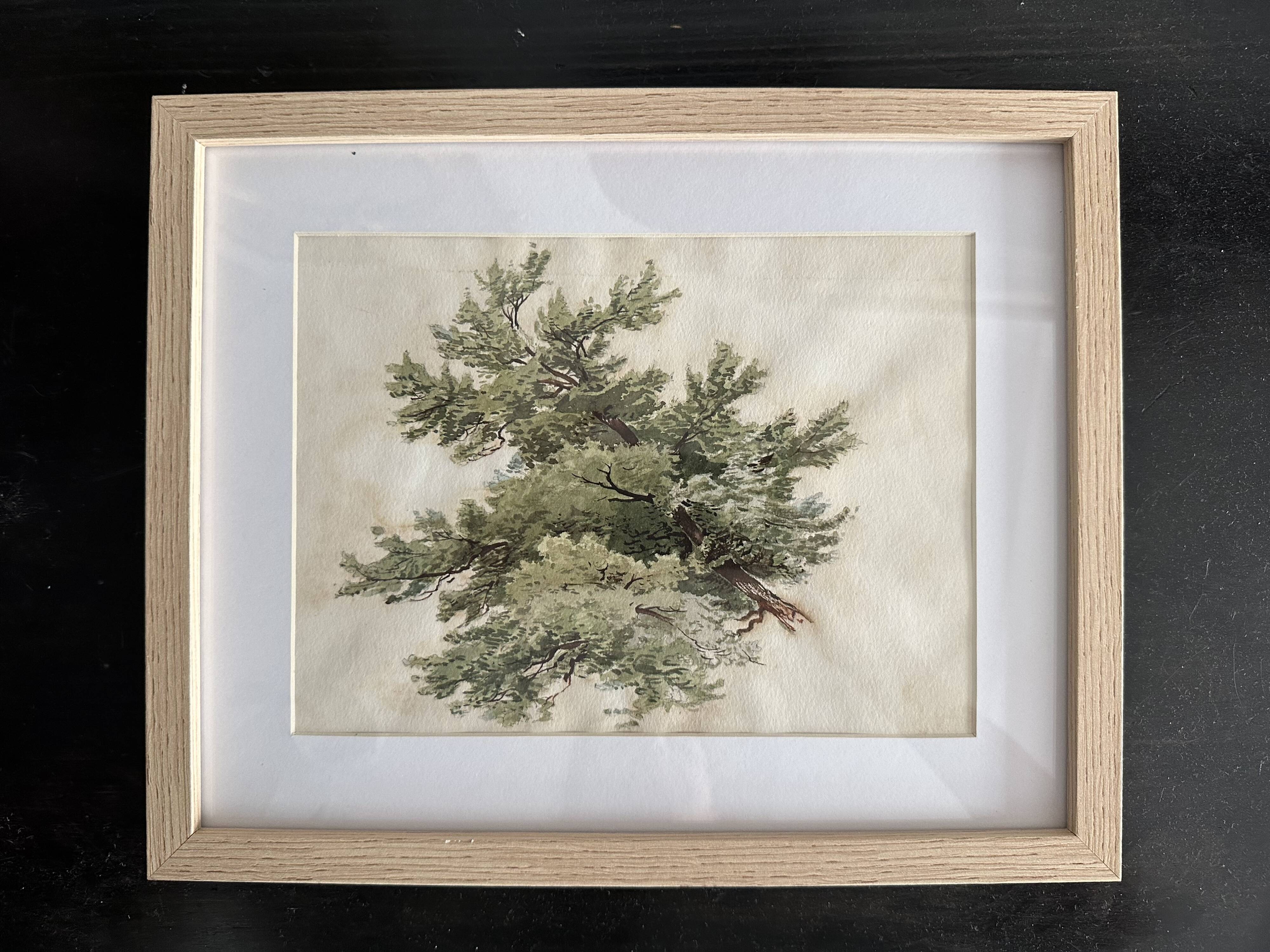 Old watercolour of a tree, botanical study signed, mid-20th century.