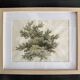 Old watercolour of a tree, botanical study signed, mid-20th century.