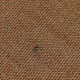 Chaise Tulipe Eero Saarinen marron