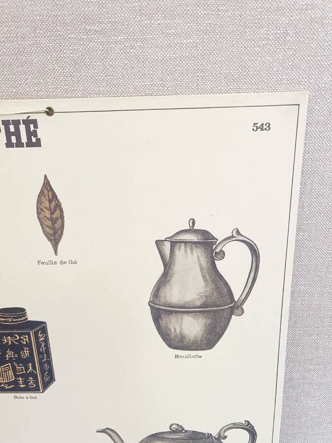 Old educational poster Deyrolle "Tea"