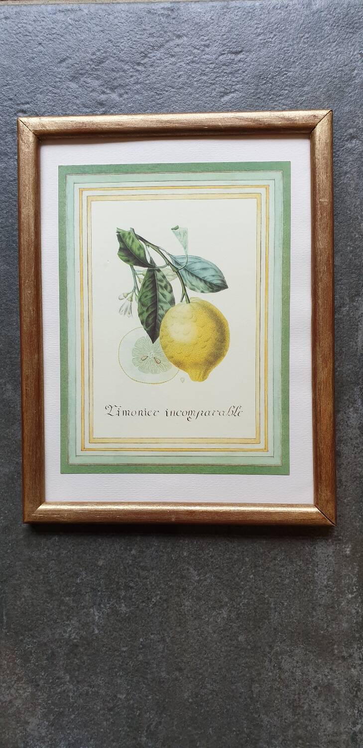 Planche botanique citronnier