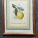 Planche botanique citronnier