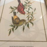 Trio of ornithological boards