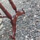 Vintage Louis XVI style wooden coffee table.
