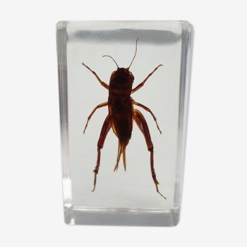 Insect under resin Asian cricket