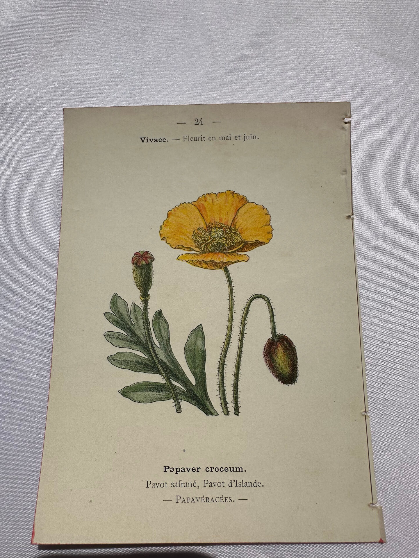 Botanical plate floral engraving naturalist 1800 double-sided