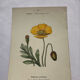 Botanical plate floral engraving naturalist 1800 double-sided