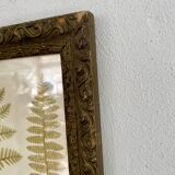 Victorian era botanical board, wooden molding frame
