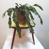 Door plant with tripod foot