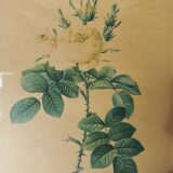 Redouté botanical board table