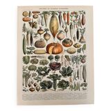 Lithograph on vegetables and vegetable plants - 1900