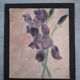 Old watercolor - iris