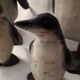 Family of 4 wooden penguins art deco