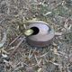Vintage copper watering can