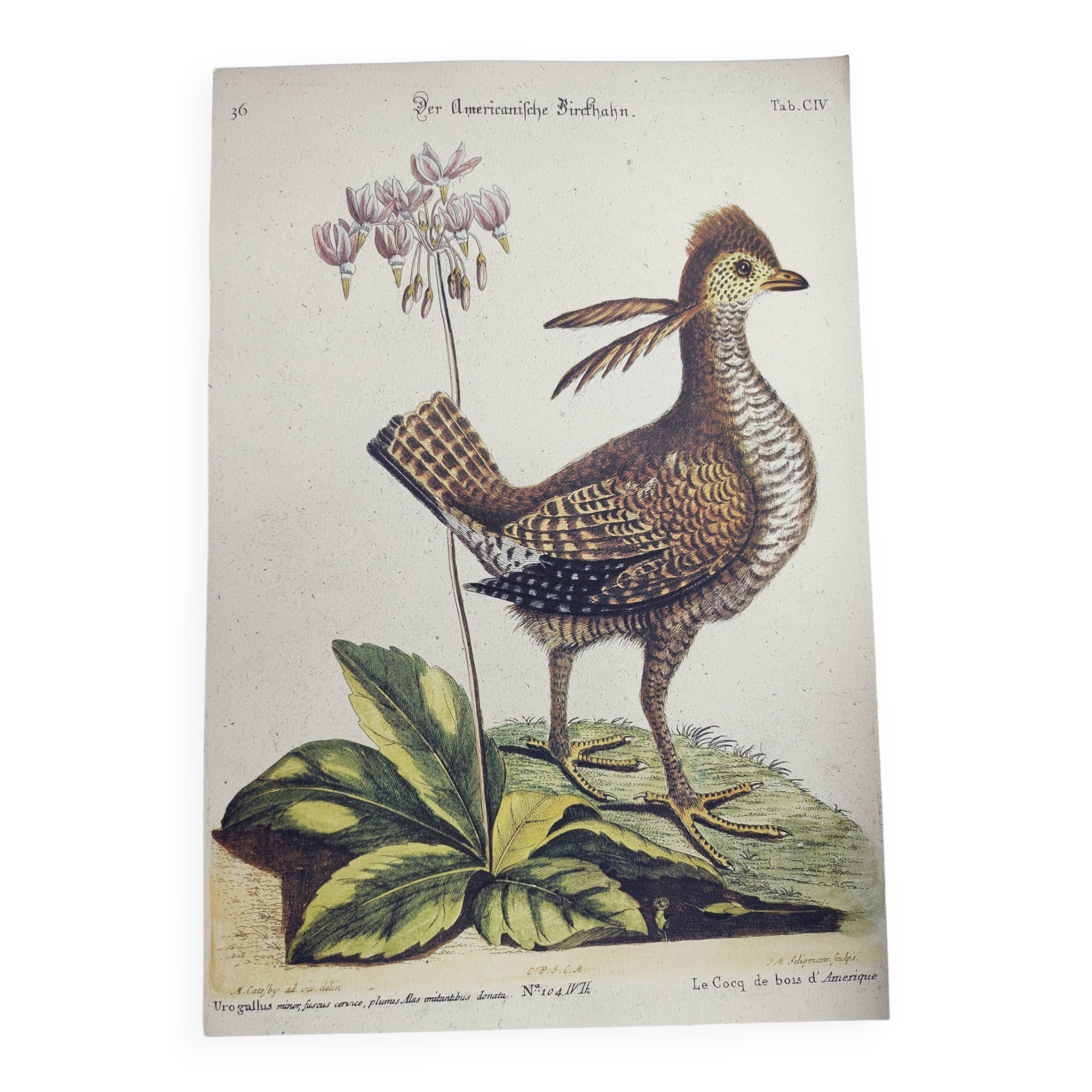 Old bird engraving - Rooster of the Woods - vintage zoological illustration by Seligmann & Catesby