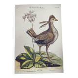Old bird engraving - Rooster of the Woods - vintage zoological illustration by Seligmann & Catesby