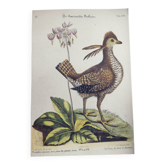 Gravure ancienne oiseau -Coq des Bois- illustration vintage zoologique de Seligmann & Catesby