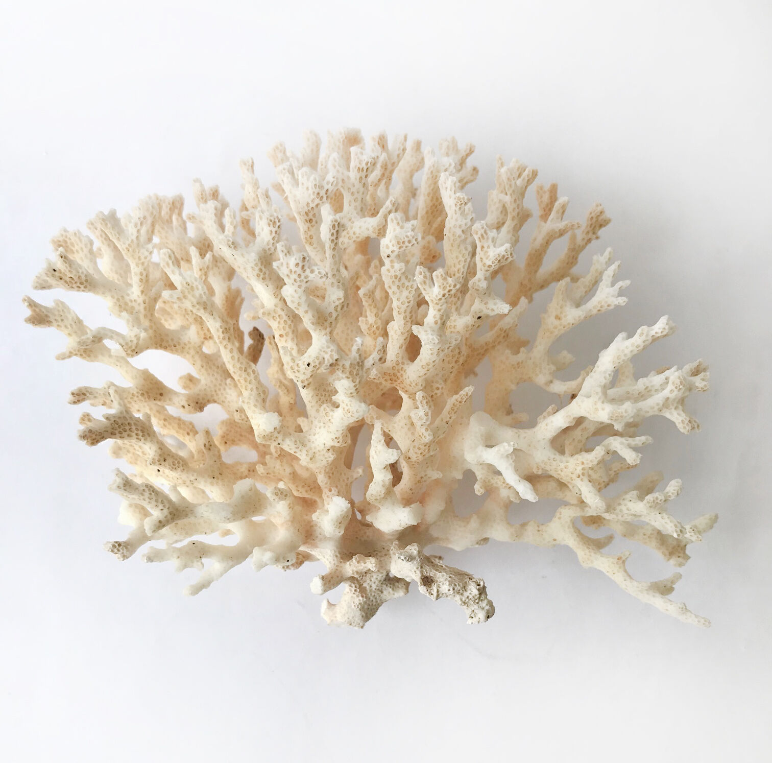 Coral branch bush
