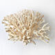 Coral branch bush