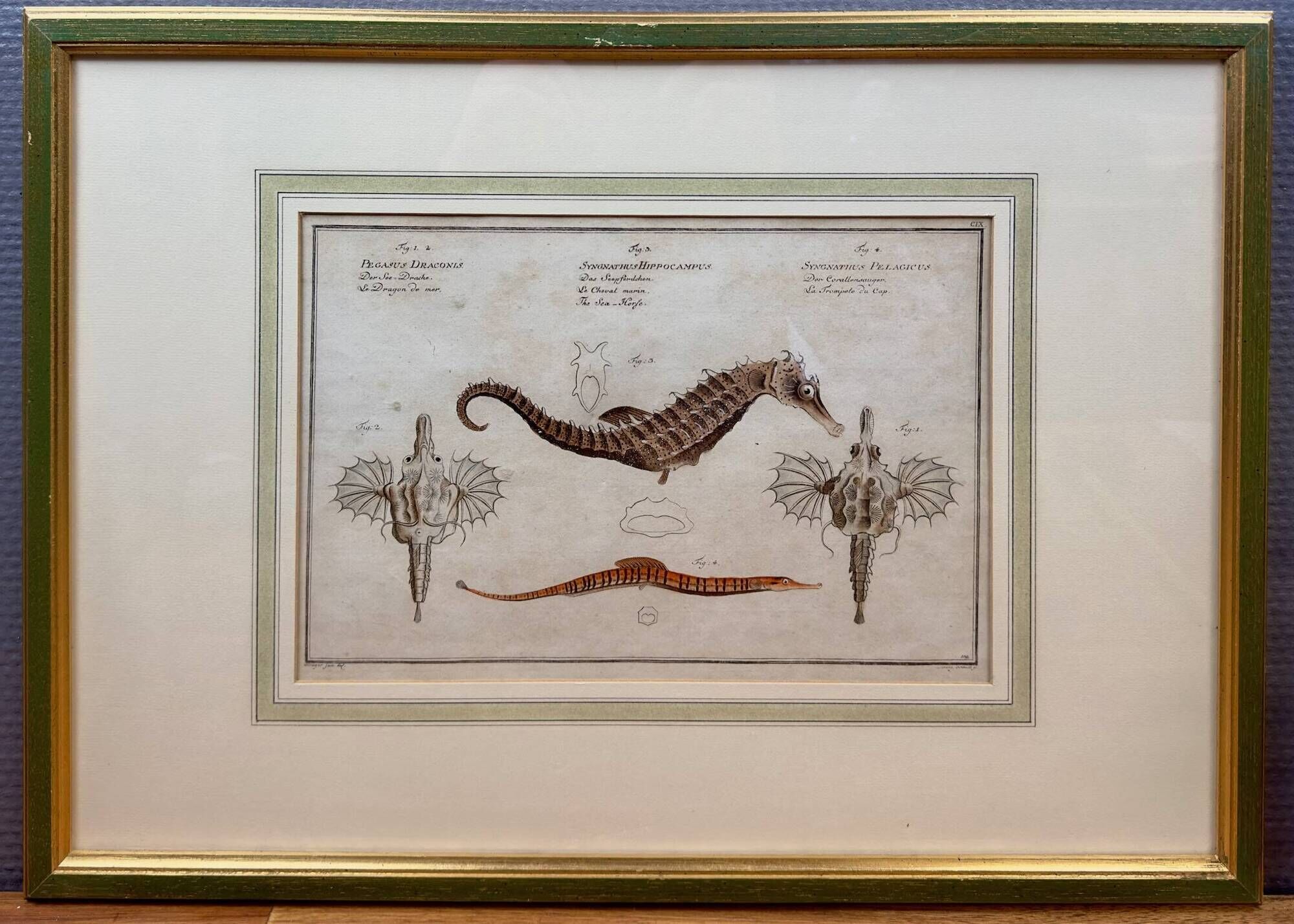 Old engraving of a seahorse and fish – Ludwig Schmidt (19th century)