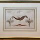 Old engraving of a seahorse and fish – Ludwig Schmidt (19th century)