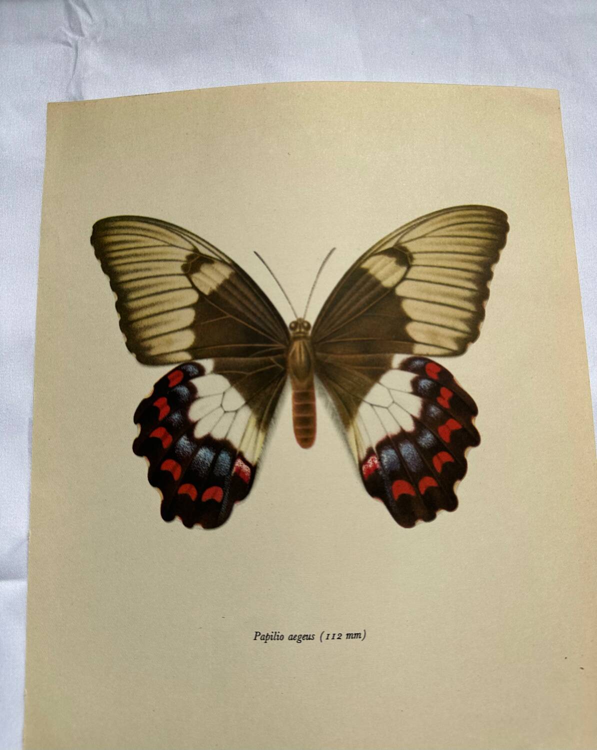 Antique butterfly engraving vintage botanical plate naturalist etching