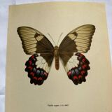 Antique butterfly engraving vintage botanical plate naturalist etching