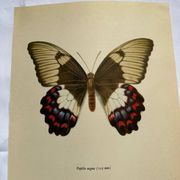 Old butterfly engraving vintage botanical plate etching naturalistic