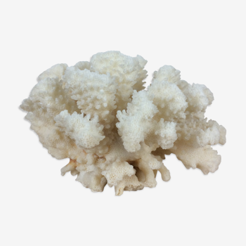 Corail blanc ancien naturel