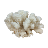 Natural ancient white coral