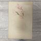 Watercolor with vintage thrush