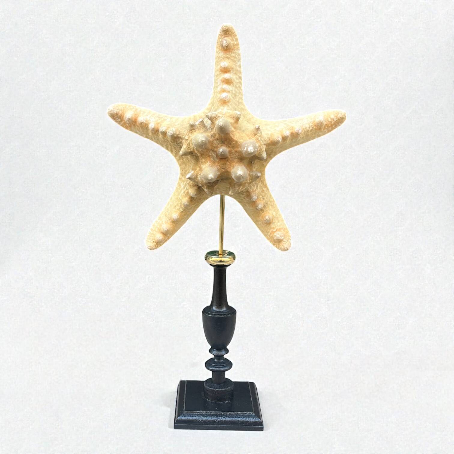 Starfish on turned wooden base, late 19th century - cabinet of curiosities