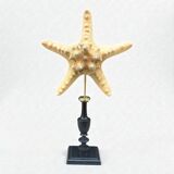 Starfish on turned wooden base, late 19th century - cabinet of curiosities