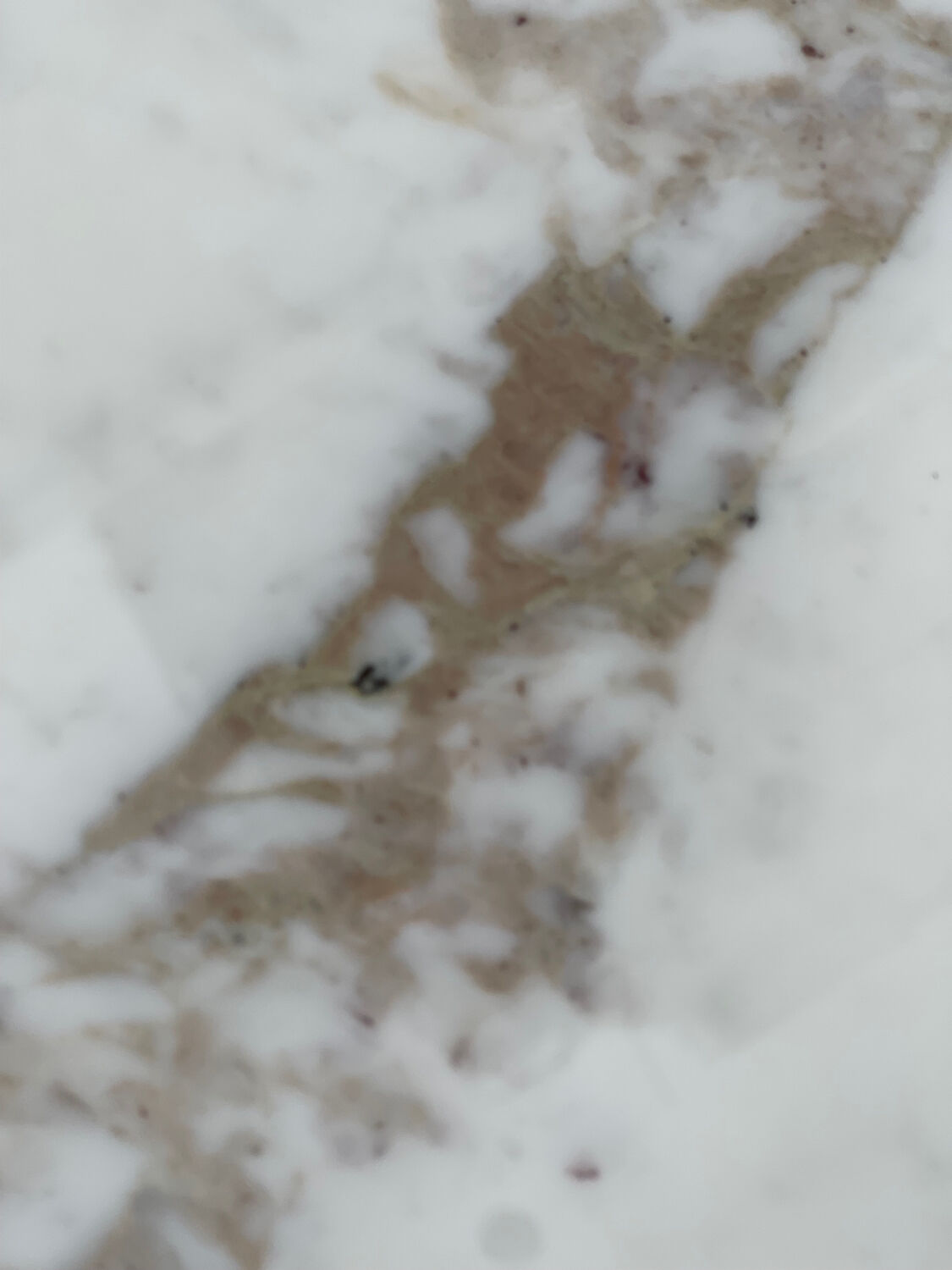 Coffee table Florence Knoll