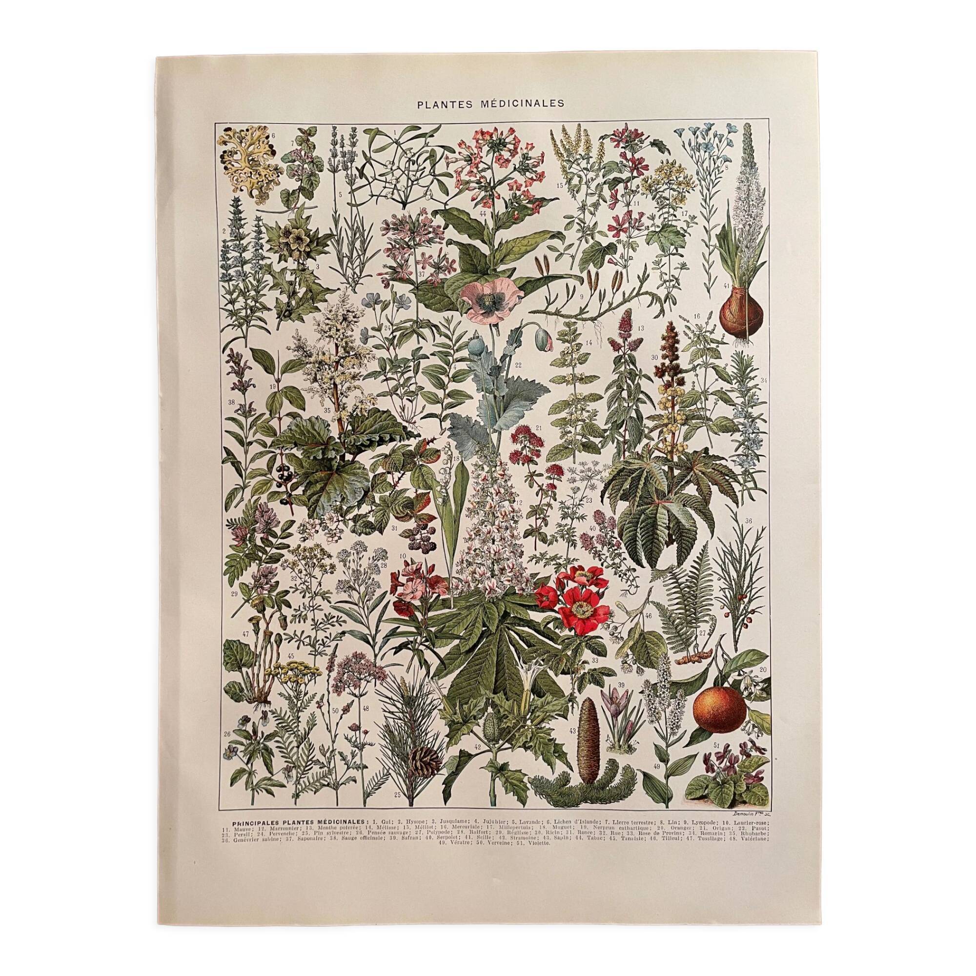 Lithograph on medicinal plants (mistletoe), 1930