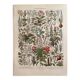 Lithograph on medicinal plants (mistletoe), 1930