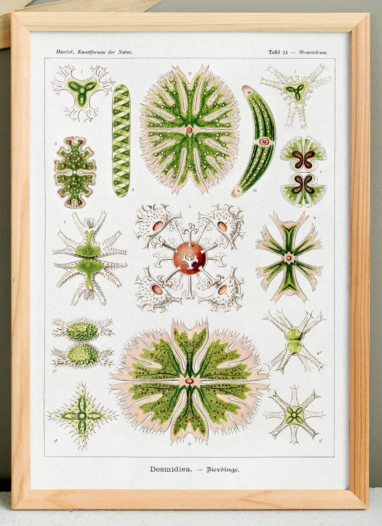 Poster about microscopic algae, based on an old lithograph